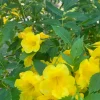 Yellow Bells Live Plant (Tecoma stans) 12" Tall in 4" Pot - Outdoor Shrub - Image 1