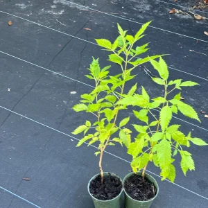 Yellow Bells Live Plant (Tecoma stans) 12