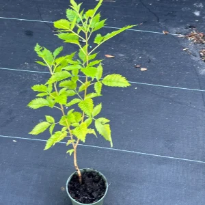 Yellow Bells Live Plant (Tecoma stans) 12