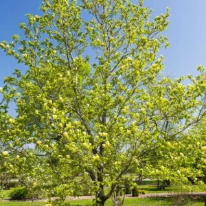 Yellow Bird Magnolia Tree Live Plant Seedling - 6-12