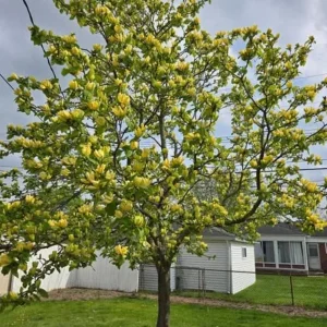Yellow Bird Magnolia Tree Live Plant Seedling - 6-12" Tall, Zone 4-9 Outdoor - Image 2