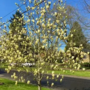Yellow Bird Magnolia Tree Live Plant Seedling - 6-12