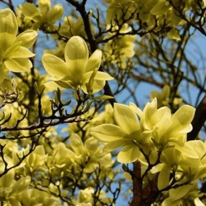 Yellow Bird Magnolia Tree Live Plant Seedling - 6-12