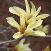 Yellow Bird Magnolia Tree Live Plant Seedling - 6-12" Tall, Zone 4-9 Outdoor - Image 1