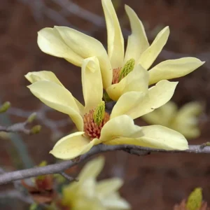 Yellow Bird Magnolia Tree Live Plant Seedling - 6-12" Tall, Zone 4-9 Outdoor - Image 1