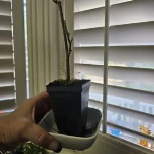 Yellow Bird Magnolia Tree Live Plant Seedling - 6-12