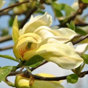 Yellow Bird Magnolia Tree Live Plant Seedling - 6-12