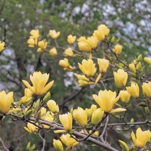 Yellow Bird Magnolia Tree Live Plant Seedling - 6-12