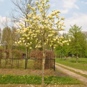 Yellow Bird Magnolia Tree Live Plant Seedling - 6-12