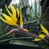 Yellow Bird of Paradise Live Plant Starter - Strelitzia reginae - Image 1