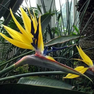 Yellow Bird of Paradise Live Plant Starter - Strelitzia reginae - Image 1