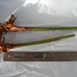 Yellow Bird of Paradise Rhizomes - 2 Live Tropical Plants, 10 inches tall - Image 2