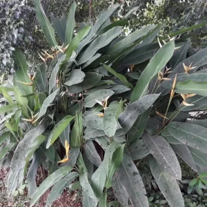 Yellow Bird of Paradise Rhizomes - 2 Live Tropical Plants, 10 inches tall - Image 3