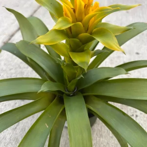 Yellow Bromeliad Live Plant - Outdoor Sun Plant - 1 Plant - Image 2