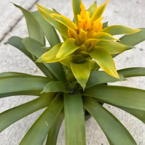 Yellow Bromeliad Live Plant - Outdoor Sun Plant - 1 Plant - Image 1