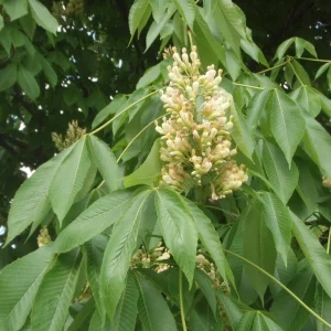 Yellow Buckeye Live Plant – Aesculus flava – 16+ Inches Tall – Bare Root Tree – Outdoor - Image 4