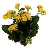 Yellow Calandiva Live Plant – 2.5 inch Pot – Double Yellow Blooms – Kalanchoe - Image 1
