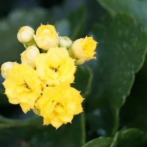 Yellow Calandiva Live Plant – 2.5 inch Pot – Double Yellow Blooms – Kalanchoe - Image 3