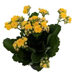 Yellow Calandiva Live Plant – 2.5 inch Pot – Double Yellow Blooms – Kalanchoe - Image 1