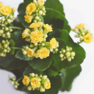 Yellow Calandiva Live Plant – 2.5 inch Pot – Double Yellow Blooms – Kalanchoe - Image 4