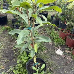 Yellow Cashew Live Plant – 3 Gallon Pot, 3 Feet Tall, Air-Layered Tree - Image 3