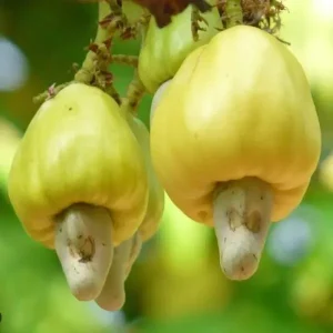 Yellow Cashew Live Plant – 5-8" Tall Anacardium occidentale Tropical Fruit Tree - Image 2