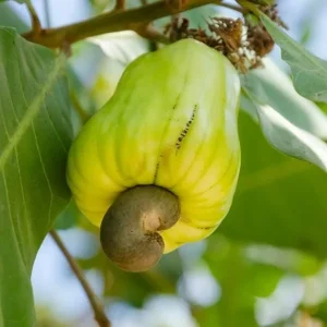 Yellow Cashew Live Plant – 5-8