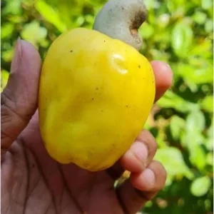 Yellow Cashew Live Plant – 5-8