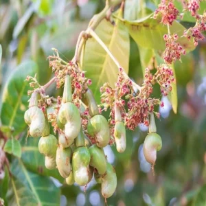 Yellow Cashew Live Plant – 5-8