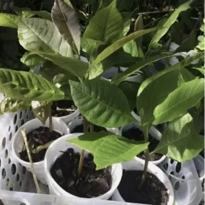 Yellow Cashew Live Plant – 5-8