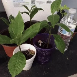 Yellow Cashew Live Plant – 5-8