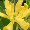 Yellow Champaca Live Plant - Joy Perfume Tree, Michelia champaca, 4-6 inch Pot, Fragrant Flowers - Image 1