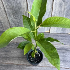 Yellow Champaca Live Plant - Joy Perfume Tree, Michelia champaca, 4-6 inch Pot, Fragrant Flowers - Image 2