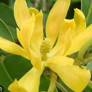 Yellow Champaca Live Plant - Joy Perfume Tree, Michelia champaca, 4-6 inch Pot, Fragrant Flowers - Image 1