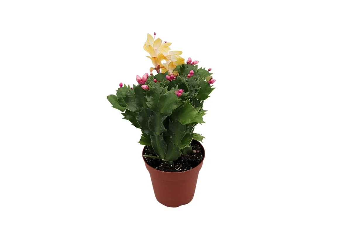 Yellow Christmas Cactus (Golden Dancer) Live Plant – 4 inch Potted Houseplant - Image 1