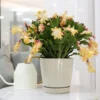 Yellow Christmas Cactus Live Plant – 4 Inch Pot – Indoor Holiday Bloom - Image 1