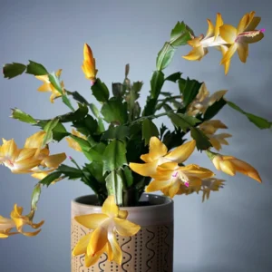 Yellow Christmas Cactus Live Plant – 4 Inch Pot – Indoor Holiday Bloom - Image 2