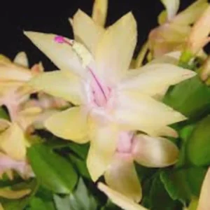 Yellow Christmas Cactus Live Plant – 4 Inch Pot – Indoor Holiday Bloom - Image 3