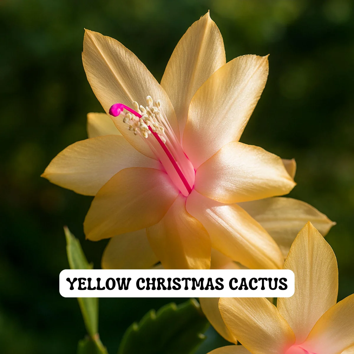 Yellow Christmas Cactus Live Plant – Zygocactus – 4 inch Pot – Indoor Holiday Houseplant - Image 1