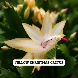 Yellow Christmas Cactus Live Plant – Zygocactus – 4 inch Pot – Indoor Holiday Houseplant - Image 2