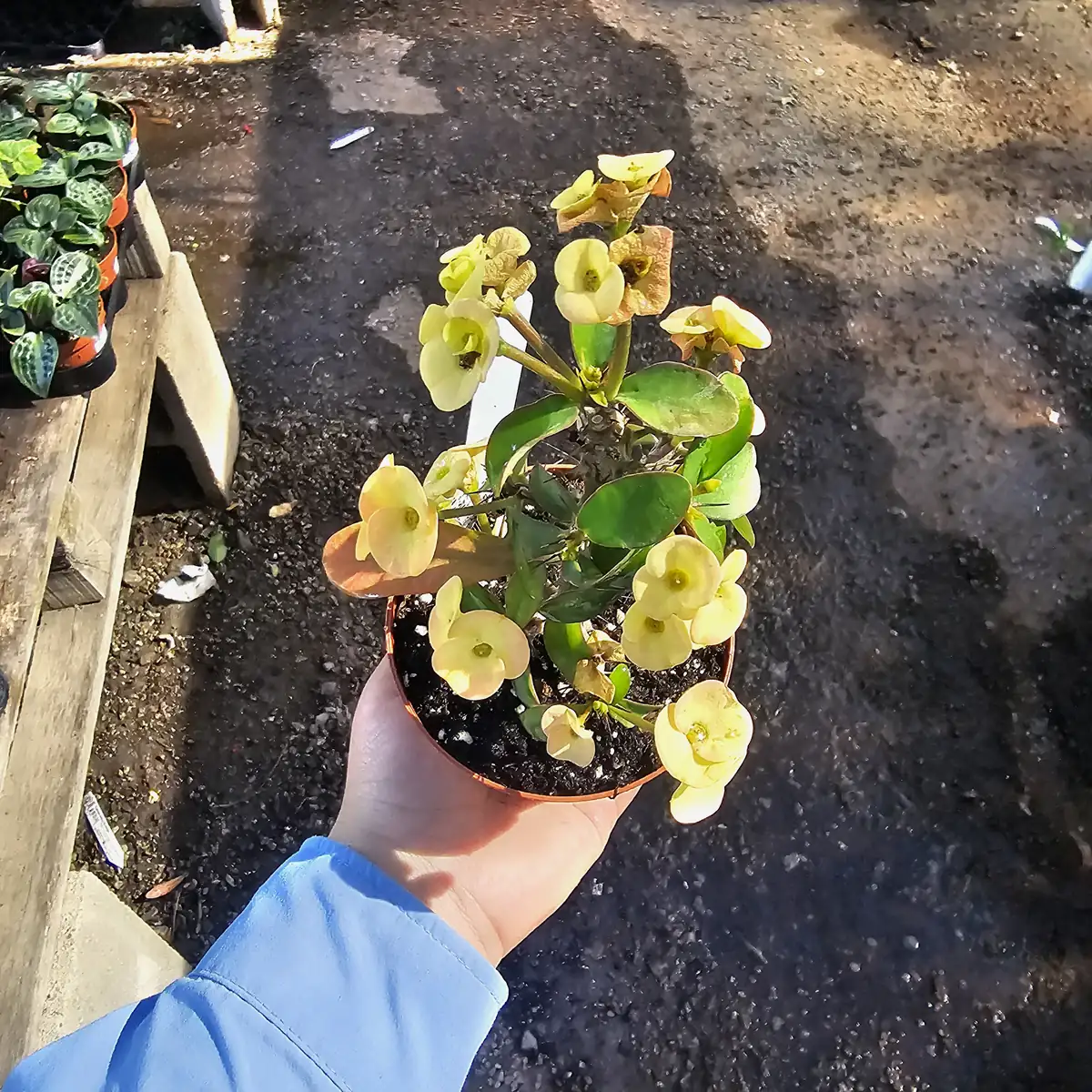 Yellow Crown of Thorns Live Plant - Euphorbia Milii - 2in Pot - Indoor/Outdoor - Image 3