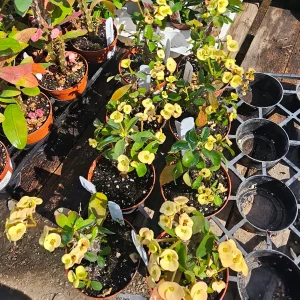 Yellow Crown of Thorns Live Plant - Euphorbia Milii - 2in Pot - Indoor/Outdoor - Image 4