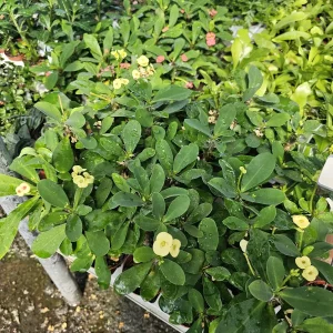 Yellow Crown of Thorns Live Plant - Euphorbia Milii - 2in Pot - Indoor/Outdoor - Image 5