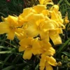 Yellow Daylily Bulbs - 3 Bare Root Daylilies for Planting - Outdoor Flower - Image 1