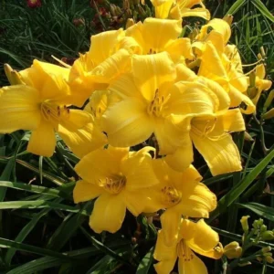 Yellow Daylily Bulbs - 3 Bare Root Daylilies for Planting - Outdoor Flower - Image 1