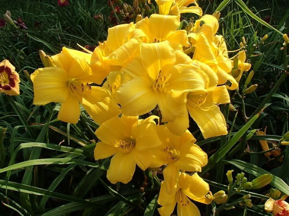 Yellow Daylily Bulbs - 3 Bare Root Daylilies for Planting - Outdoor Flower - Image 1