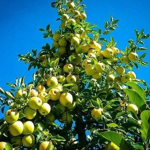 Yellow Delicious Apple Tree Bare Root Plant – 2-3 ft Tall – Zone 5-8 Outdoor Fruit Tree - Image 3