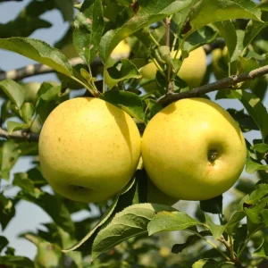 Yellow Delicious Apple Tree Bare Root Plant – 2-3 ft Tall – Zone 5-8 Outdoor Fruit Tree - Image 1