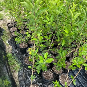 Yellow Delicious Apple Tree Bare Root Plant – 2-3 ft Tall – Zone 5-8 Outdoor Fruit Tree - Image 4