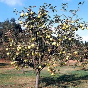 Yellow Delicious Apple Tree - Grafted Bare-root Fruit Tree - Hardiness Zone 5-8 - Image 2